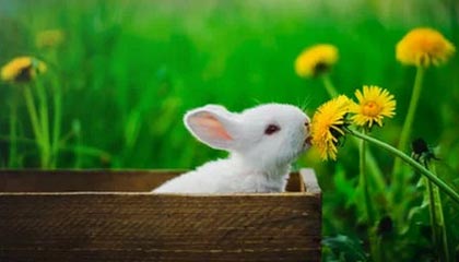 ky体育-英雄联盟 新版本平衡性调整，英雄联盟平衡机制